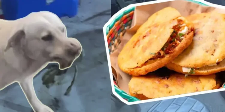 Oso, el perro ‘garnachero’, ¿quién es realmente?