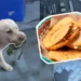 Oso, el perro ‘garnachero’, ¿quién es realmente?