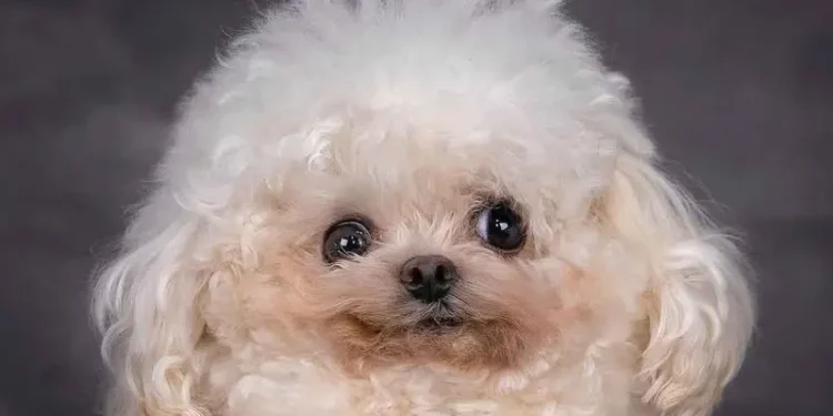 Perrito enternece con dulces fotos para darlo en adopción, pero esconde una triste historia