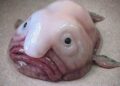 En Nueva Zelanda coronan al “animal más feo del mundo”; así luce