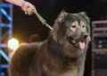 El perro más costoso del planeta fue adquirido por 114 millones de pesos