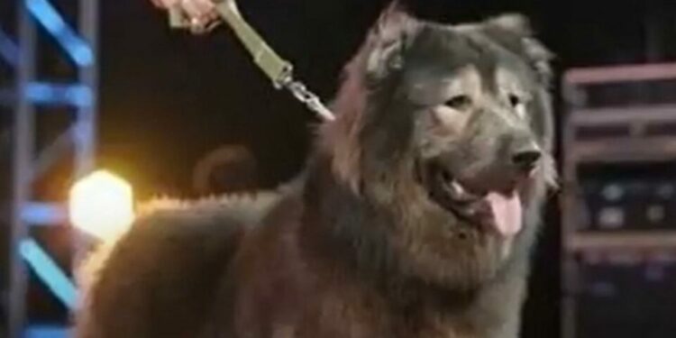 El perro más costoso del planeta fue adquirido por 114 millones de pesos