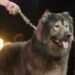 El perro más costoso del planeta fue adquirido por 114 millones de pesos