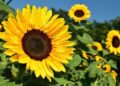 ¿Cuál es la flor más peligrosa en primavera?