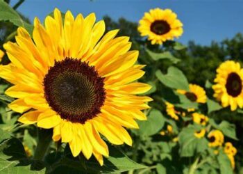 ¿Cuál es la flor más peligrosa en primavera?