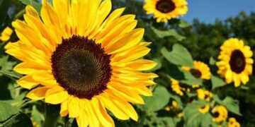 ¿Cuál es la flor más peligrosa en primavera?