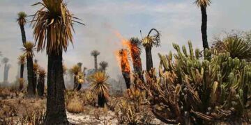 VIDEO | PC alerta sobre el aumento de incendios, que se han duplicado
