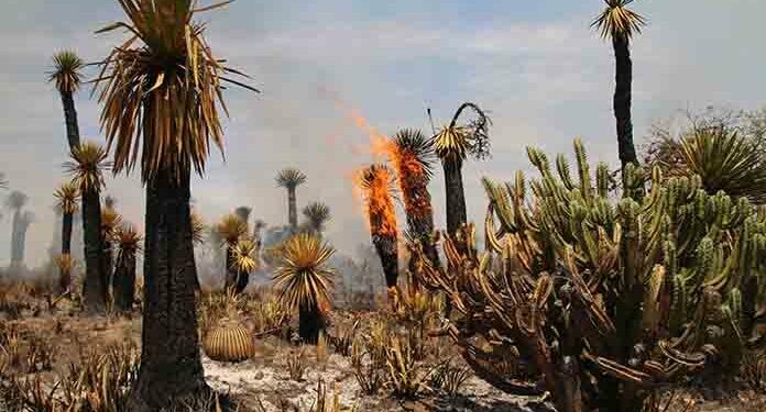 VIDEO | PC alerta sobre el aumento de incendios, que se han duplicado