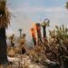 VIDEO | PC alerta sobre el aumento de incendios, que se han duplicado
