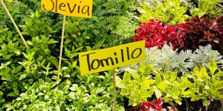 Llega la feria de las flores