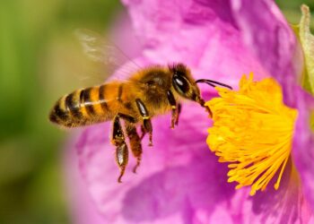 Bebedero casero para abejas: cómo crear uno y ayudarlas en época de calo