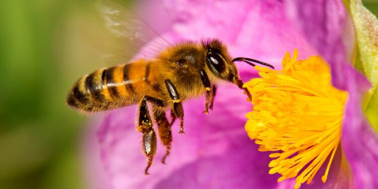 Bebedero casero para abejas: cómo crear uno y ayudarlas en época de calo