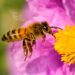 Bebedero casero para abejas: cómo crear uno y ayudarlas en época de calo