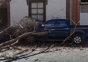Video | Cae árbol sobre vehículo en Mariano Arista por fuertes vientos