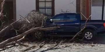 Video | Cae árbol sobre vehículo en Mariano Arista por fuertes vientos