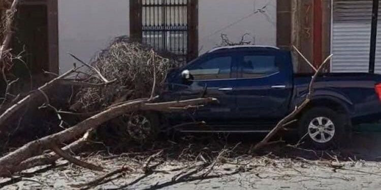 Video | Cae árbol sobre vehículo en Mariano Arista por fuertes vientos