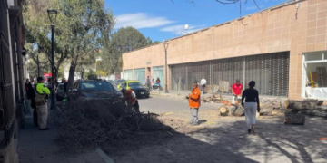 Caída de árbol en el centro histórico de San Luis Potosí debido a fuertes vientos