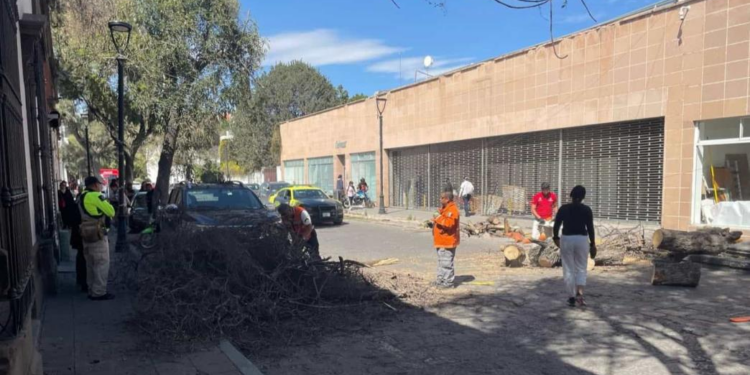 Caída de árbol en el centro histórico de San Luis Potosí debido a fuertes vientos