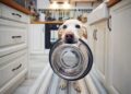 ¿Con qué frecuencia debes lavar los platos de tu perro? Riesgos para su salud si no lo haces