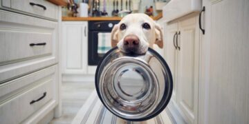 ¿Con qué frecuencia debes lavar los platos de tu perro? Riesgos para su salud si no lo haces