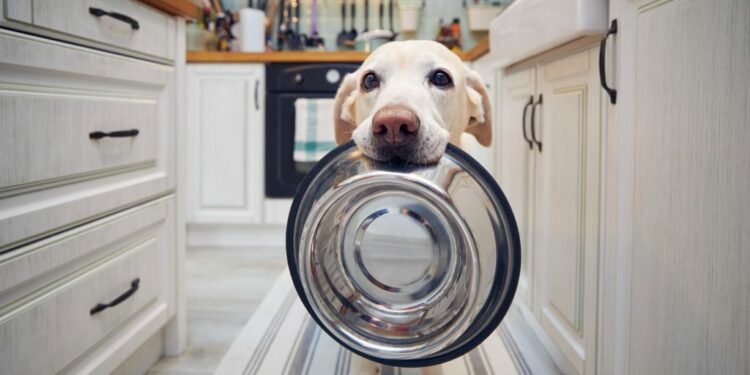 ¿Con qué frecuencia debes lavar los platos de tu perro? Riesgos para su salud si no lo haces