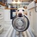 ¿Con qué frecuencia debes lavar los platos de tu perro? Riesgos para su salud si no lo haces