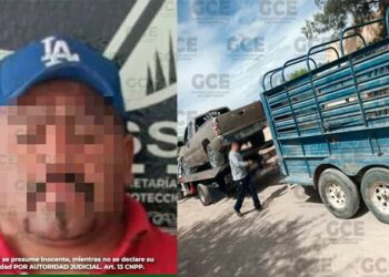 Transportaba ganado ilegalmente: sujeto arrestado en el acto