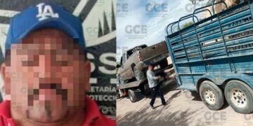 Transportaba ganado ilegalmente: sujeto arrestado en el acto