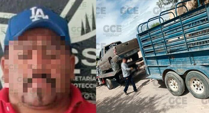 Transportaba ganado ilegalmente: sujeto arrestado en el acto