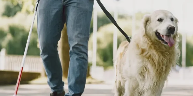 ¿Por qué no debes acariciar a un perro guía?; conoce por qué puede afectar su labor
