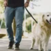 ¿Por qué no debes acariciar a un perro guía?; conoce por qué puede afectar su labor