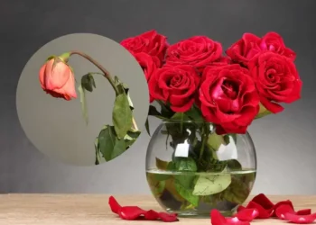 Tips para que las rosas no se marchiten rápido y duren más en el florero