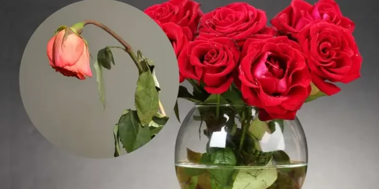 Tips para que las rosas no se marchiten rápido y duren más en el florero