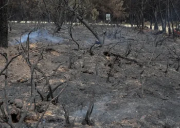 VIDEO | Incendios en la Zona Huasteca ya están bajo control