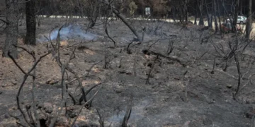 VIDEO | Incendios en la Zona Huasteca ya están bajo control