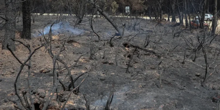 VIDEO | Incendios en la Zona Huasteca ya están bajo control