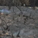 VIDEO | Incendios en la Zona Huasteca ya están bajo control