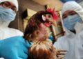 Gripe aviar en México: ¿Qué síntomas presenta y hay alguna vacuna para combatirla?