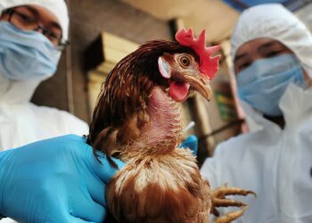 Gripe aviar en México: ¿Qué síntomas presenta y hay alguna vacuna para combatirla?