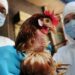 Gripe aviar en México: ¿Qué síntomas presenta y hay alguna vacuna para combatirla?