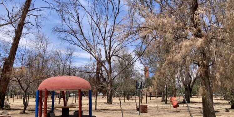 VIDEO | En Parque Morales solo se han retirado árboles que representaban un riesgo