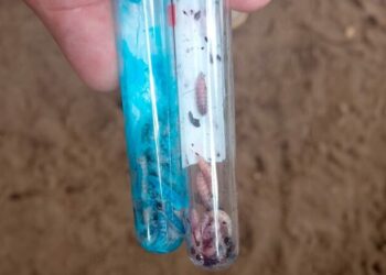 EU y México acuerdan medidas para eliminar el brote del gusano barrenador