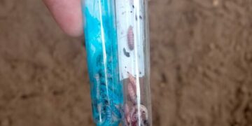 EU y México acuerdan medidas para eliminar el brote del gusano barrenador