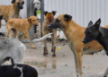 Ayuntamiento ha presentado más de 20 denuncias por maltrato animal: Galindo