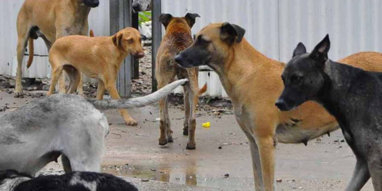 Ayuntamiento ha presentado más de 20 denuncias por maltrato animal: Galindo
