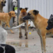 Ayuntamiento ha presentado más de 20 denuncias por maltrato animal: Galindo