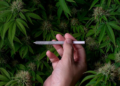 Riesgos cardíacos por consumo habitual de marihuana