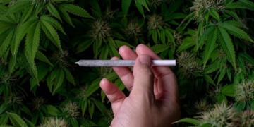 Riesgos cardíacos por consumo habitual de marihuana