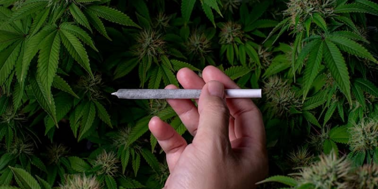 Riesgos cardíacos por consumo habitual de marihuana