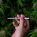Riesgos cardíacos por consumo habitual de marihuana